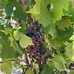 Masseria Capece