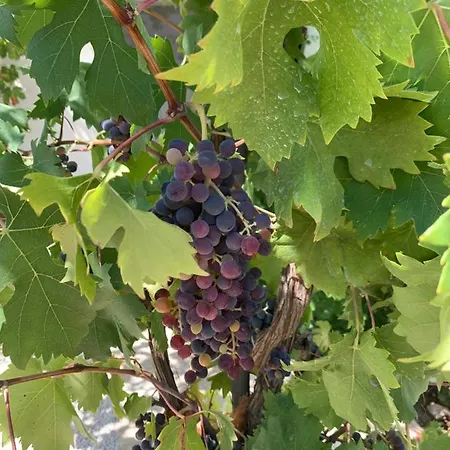 Masseria Capece