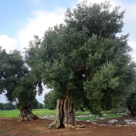 Masseria Capece Фермерский дом Чистернино